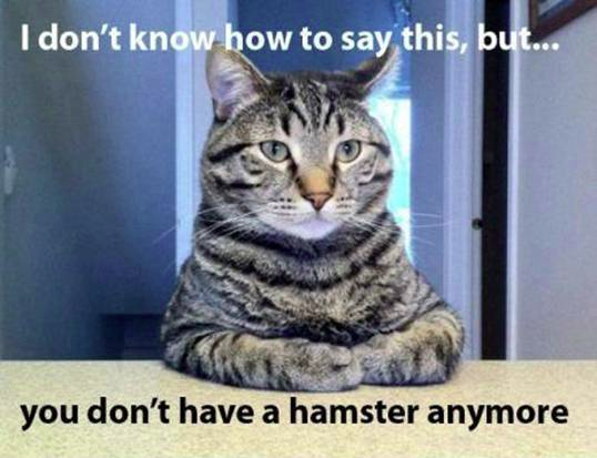 Funny cat joke