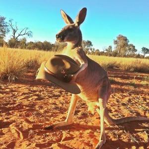 Kangaroo and Akubra hat