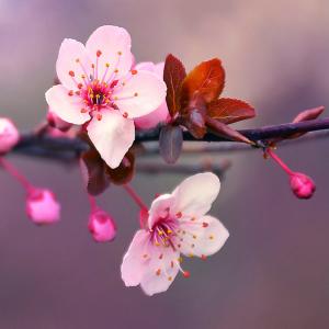 Japanese-Cherry-Blossom-Fragrance-Oil