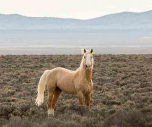 Wild mustang horse 1