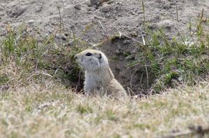 ground hog