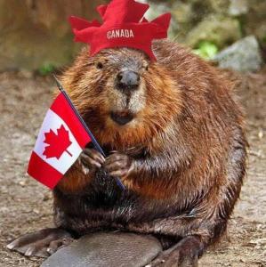 Canada Day Beaver