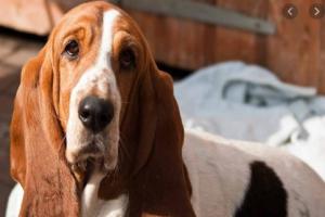 Bassett Hound