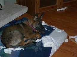 German shepard with Toilet paper