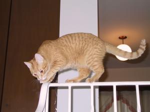 Milo acrobat