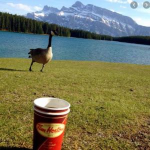 Canada Day goose